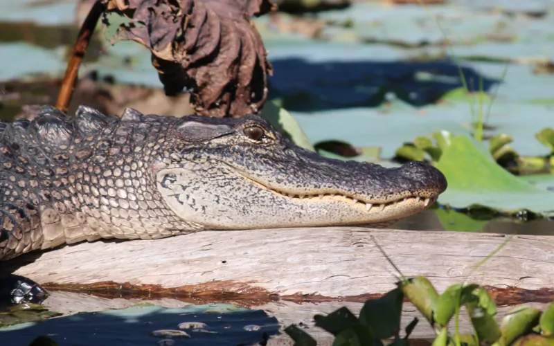 alligator marais